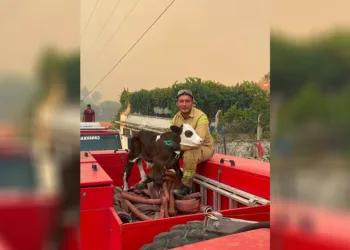 Orman yangınından kurtarılan buzağının iç ısıtan fotoğrafı