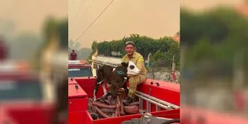 Orman yangınından kurtarılan buzağının iç ısıtan fotoğrafı