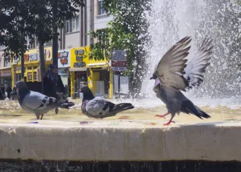 Fıskiyelerin altında kanat çırparak doyasıya serinlediler