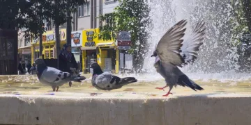 Fıskiyelerin altında kanat çırparak doyasıya serinlediler