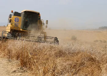 Nohutta hasat başladı: Tarlada kilosu 30-35 lira