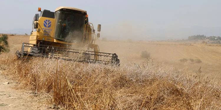 Nohutta hasat başladı: Tarlada kilosu 30-35 lira