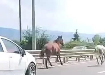 Başıboş atlar trafikte araçlarla yarıştı