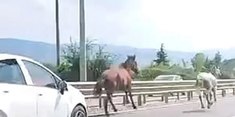 Başıboş atlar trafikte araçlarla yarıştı