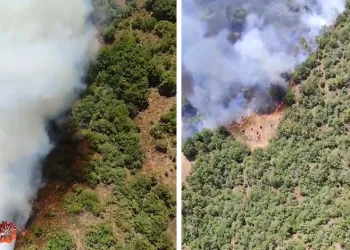 Bursa Yenişehir’de orman yangını! Alevler ormanlık alana sıçradı