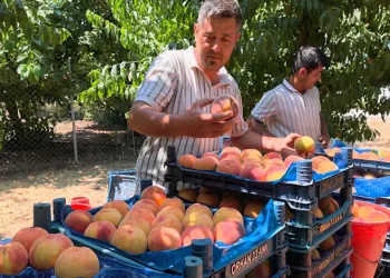 Gülaven şeftalisinin hasadı başladı