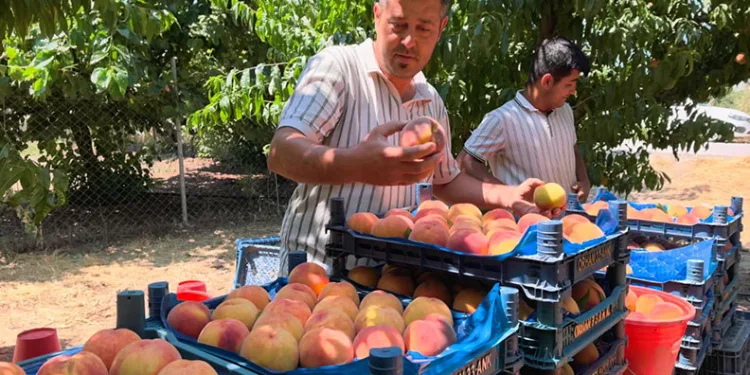 Gülaven şeftalisinin hasadı başladı