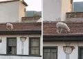 Gelin ile damat sahneye vinçle indi