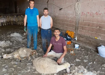 Kırkımcıların yaz sezonunda gelirleri genel müdür maaşını aratmıyor