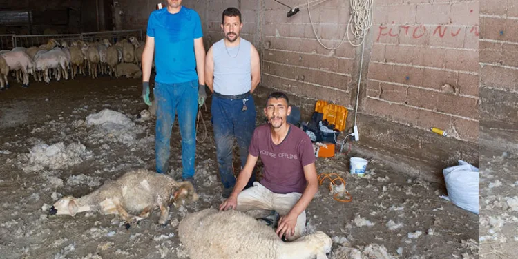 Kırkımcıların yaz sezonunda gelirleri genel müdür maaşını aratmıyor