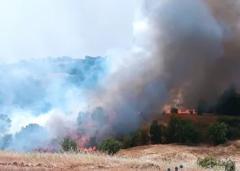 Mersin’de 13 milyar TL’lik yasa dışı bahis operasyonu: 37 tutuklama
