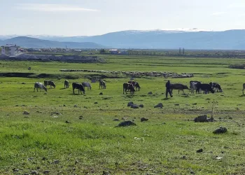 Menteşe’de trafik kazası: 1 yaralı