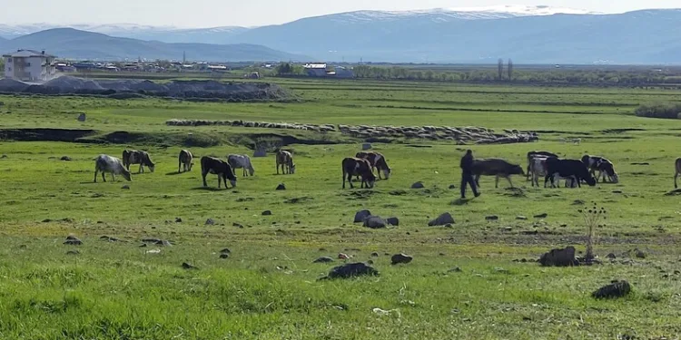 Menteşe’de trafik kazası: 1 yaralı