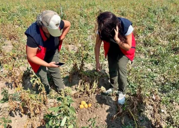 Hatay’da “Çapinler” ve “Sasunlu” gruplarına yönelik eş zamanlı operasyon: 16 şüpheli yakalandı