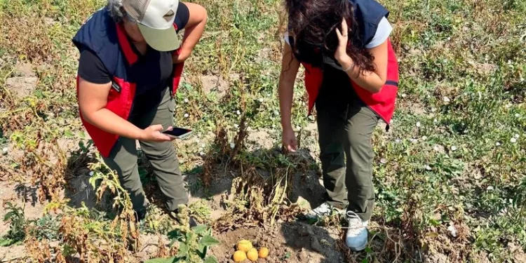 Hatay’da “Çapinler” ve “Sasunlu” gruplarına yönelik eş zamanlı operasyon: 16 şüpheli yakalandı