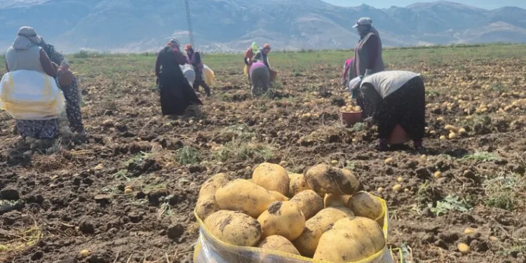 Yolcu otobüsü bariyere çarptı: 5 yaralı