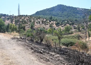 Bahşiş almak için hem kendi canlarını hem de trafiği tehlikeye attılar