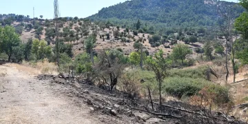 Bahşiş almak için hem kendi canlarını hem de trafiği tehlikeye attılar