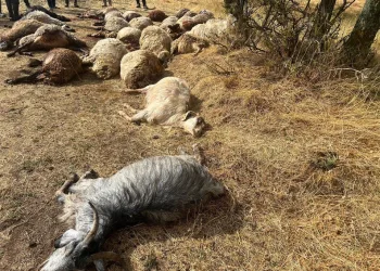 Sürüye yıldırım isabet etti: 36 küçükbaş hayvan telef oldu