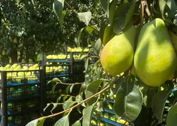 Mudanya’da kesinleşmiş hapis cezası bulunan 7 şahıs yakalandı