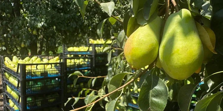 Mudanya’da kesinleşmiş hapis cezası bulunan 7 şahıs yakalandı
