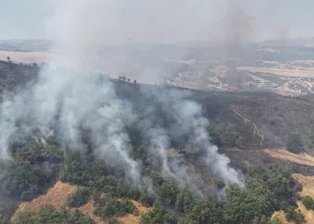 Tunceli’de orman yangını