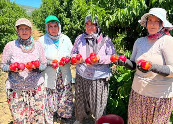 İznikli nektarin üreticisinden fiyat tepkisi