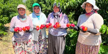 İznikli nektarin üreticisinden fiyat tepkisi