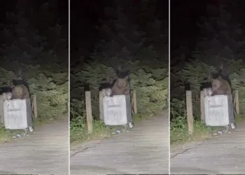 Uludağ’da aç kalan ayı çöpten yemek aradı
