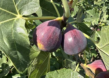 Coğrafi işaretli Havran siyah incirinde hasat başladı