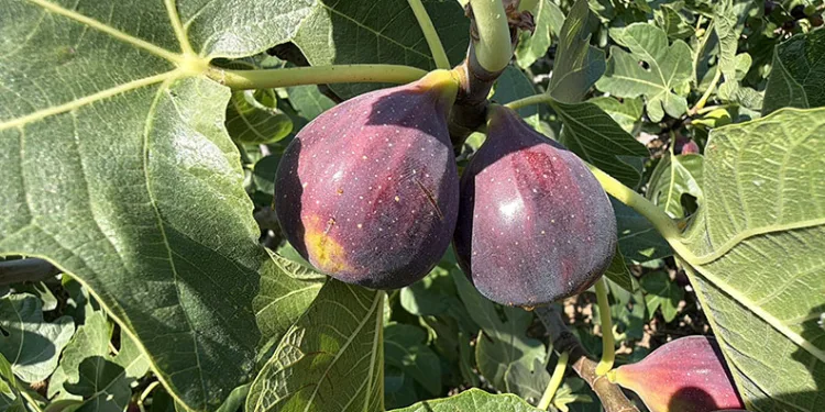Coğrafi işaretli Havran siyah incirinde hasat başladı