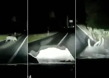 Otomobil domuza çarptı