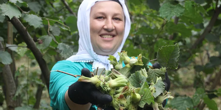 ‘Yeşil altın’ fındıkta ilk hasat başladı