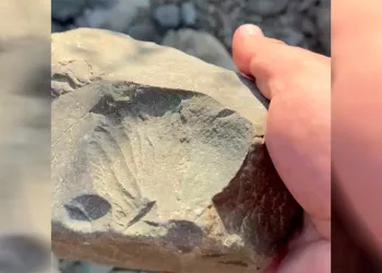 İznik Gölü kıyısında 70 milyon yıllık fosil bulundu