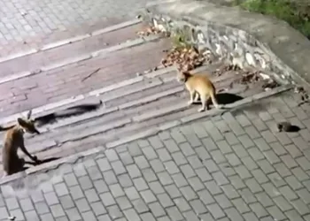Tilki, kedi ve kirpi buluşması kamerada