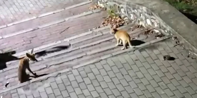 Tilki, kedi ve kirpi buluşması kamerada