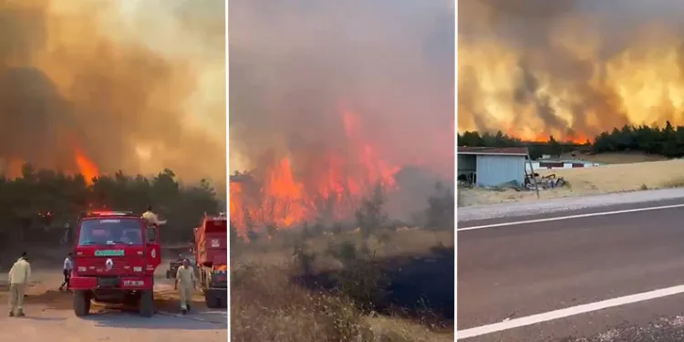 Çanakkale Bayramiç’te orman yangını