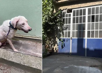 Bursa’da hayvanlara şiddet iddiası