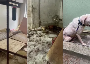 Bursa’da pire istilasına uğrayan sokakta kan donduran görüntüler