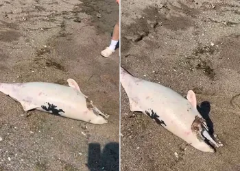 Boğaz’da yunus ölümleri devam ediyor, vatandaşlar tedirgin