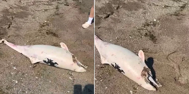 Boğaz’da yunus ölümleri devam ediyor, vatandaşlar tedirgin