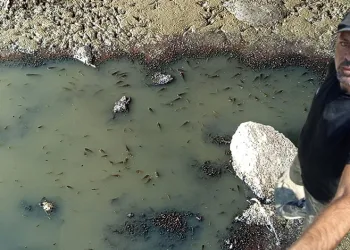 Bursa’da kova kova su taşıyıp binlerce yavru balığı kurtardı