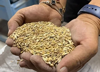 Coğrafi işaretli siyez buğdayına ilgi artıyor