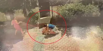 Samsun’da pitbull dehşeti