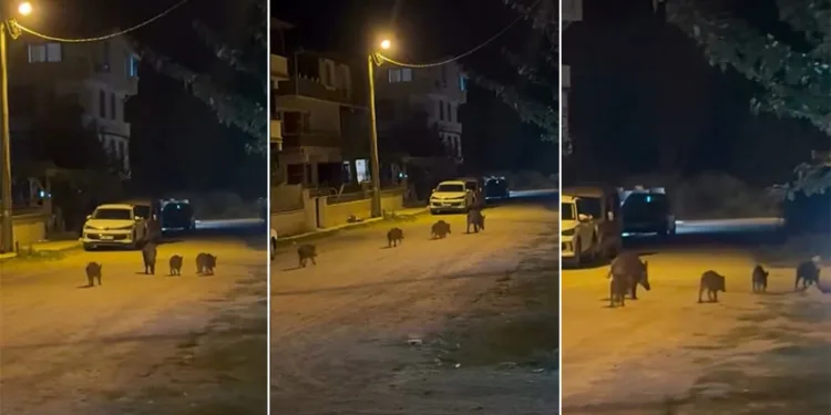 Karacabey’de yaban domuzları yerleşim alanına indi