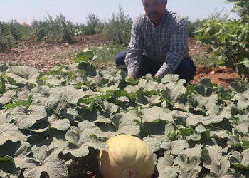 Asırlık tatlar sofralara gelmeye başladı