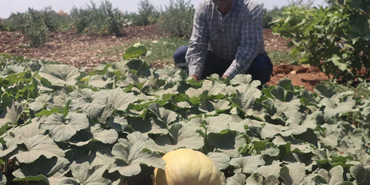 Asırlık tatlar sofralara gelmeye başladı