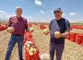Karaman’da yazlık soğan üreticisinin yüzünü güldürüyor