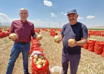Karaman’da yazlık soğan üreticisinin yüzünü güldürüyor