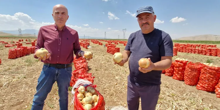 Karaman’da yazlık soğan üreticisinin yüzünü güldürüyor